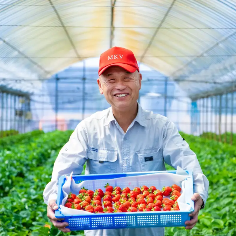 【先行予約／2027年出荷】福岡県産 あまおう 約280g×5パック 合計約1.4kg 2Z1