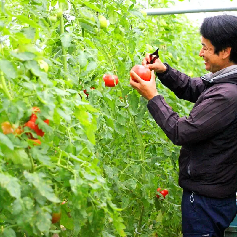 夏野菜セット 辛くない 万願寺とうがらし1kg＋トマト2kg （トマト 万願寺とうがらし）