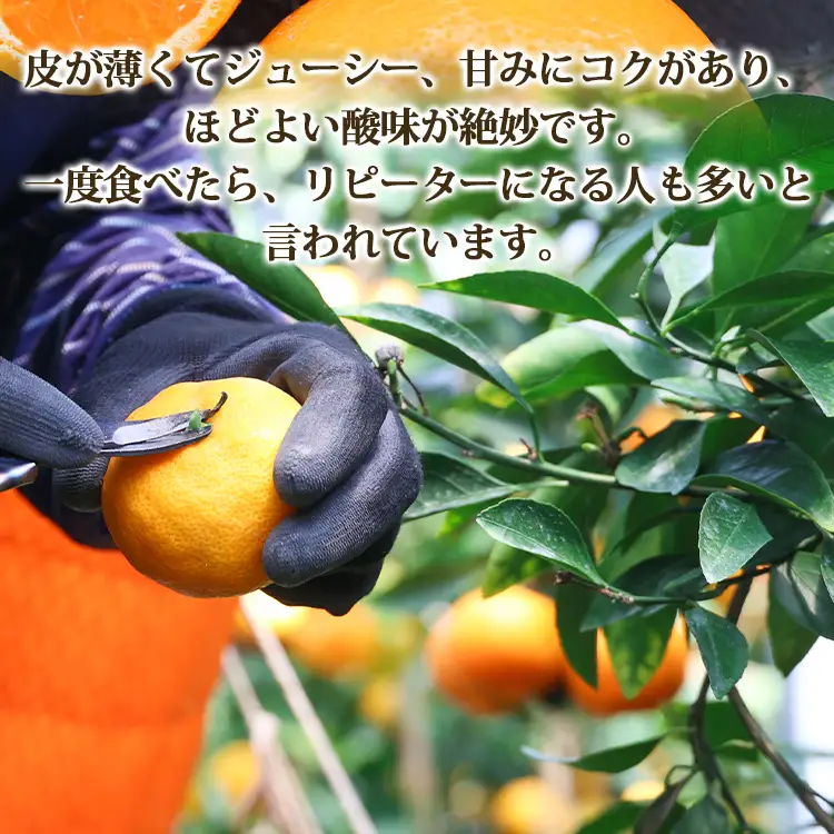 【6〜8月発送】山北温室みかん 1.2kg ミカン蜜柑 ku-0050