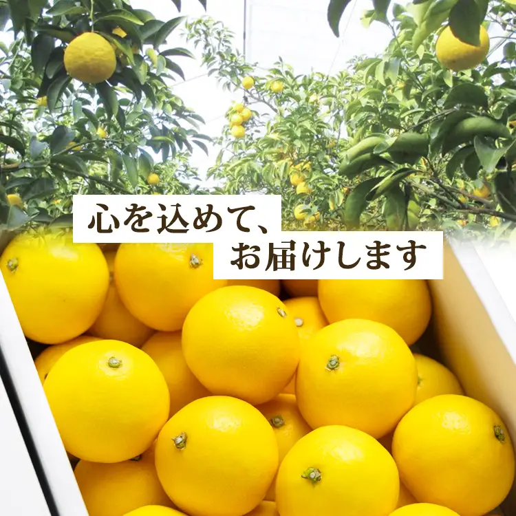 【2027年3月より順次配送】日向夏 小夏 5㎏（家庭用） 日向夏 高知県産 ku-0049