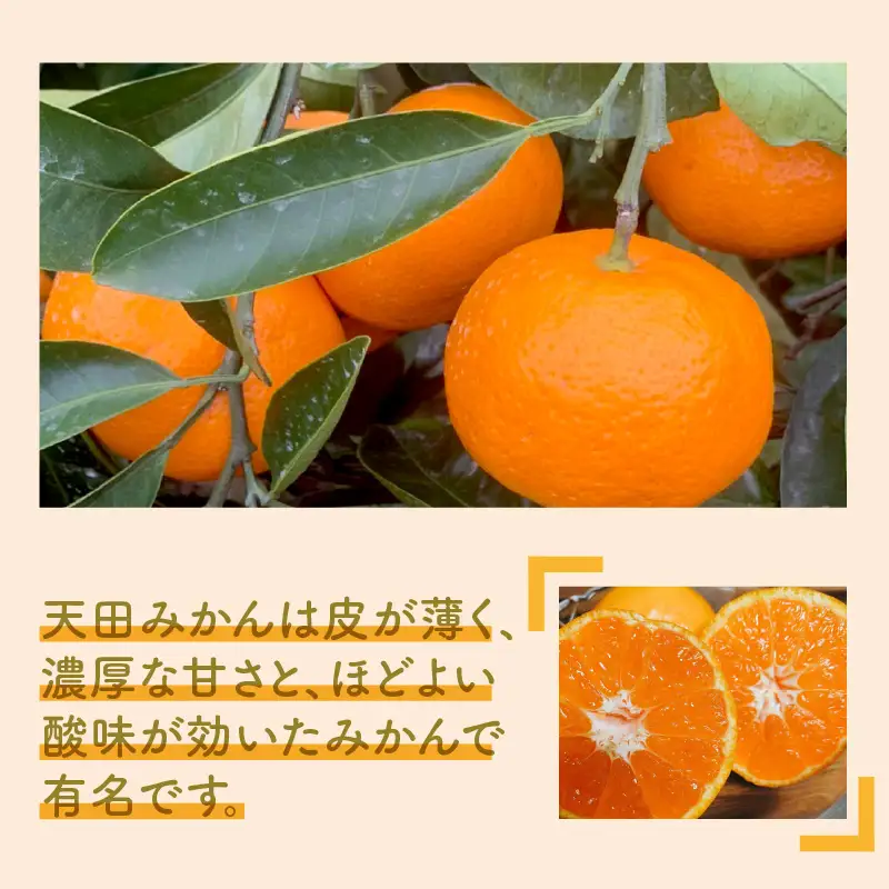 天田みかん（紀州和歌山）家庭用 10kg（先行予約）【0725-4】