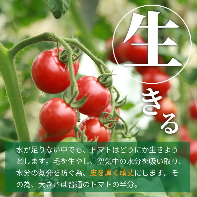 【トマト】高糖度やりすぎトマト 1kg（2026年12月上旬～発送）