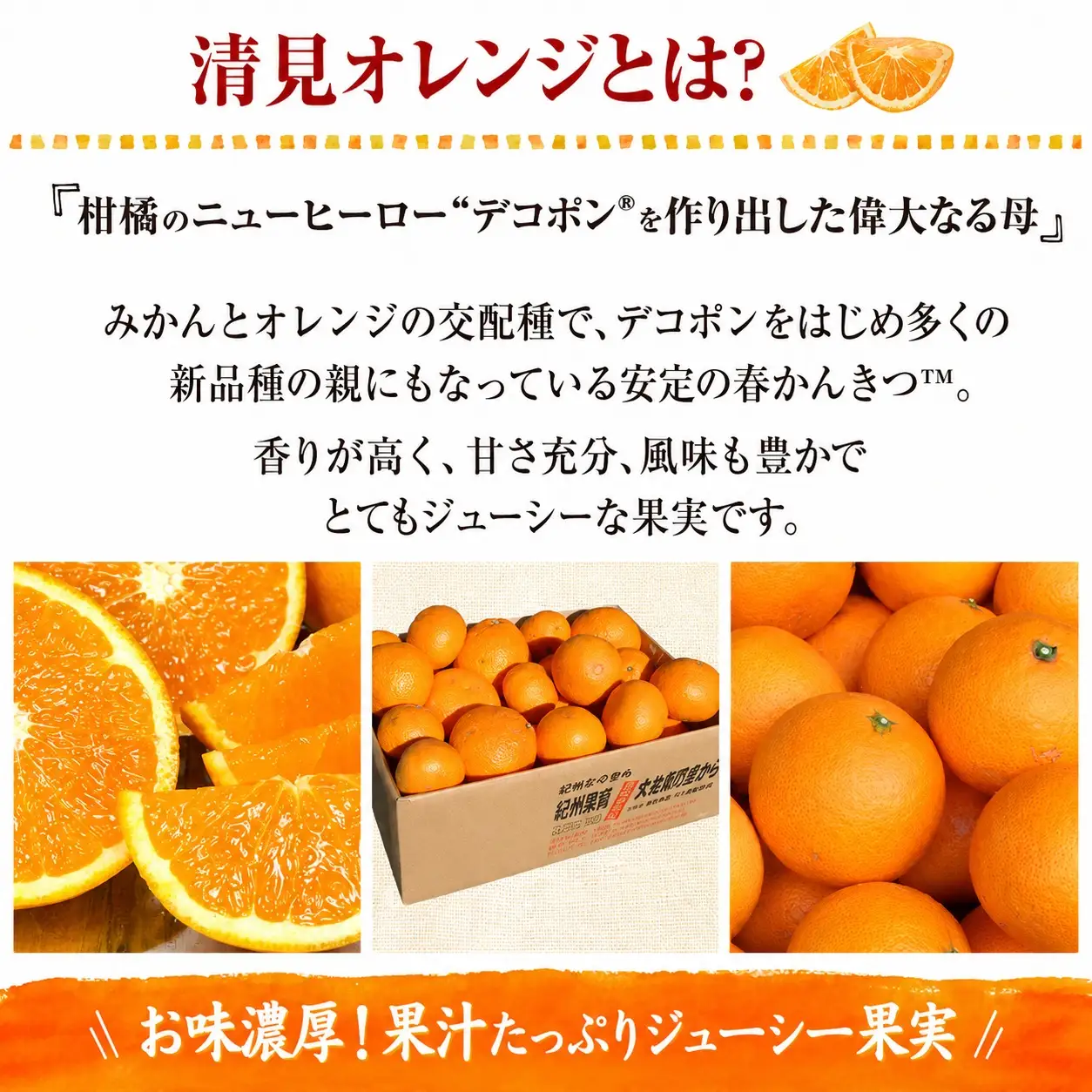 清見オレンジ約8kg / 果実サイズおまかせ ※2027年2月中旬～2027年4月下旬頃に発送予定　紀伊国屋文左衛門本舗【kstb401C】