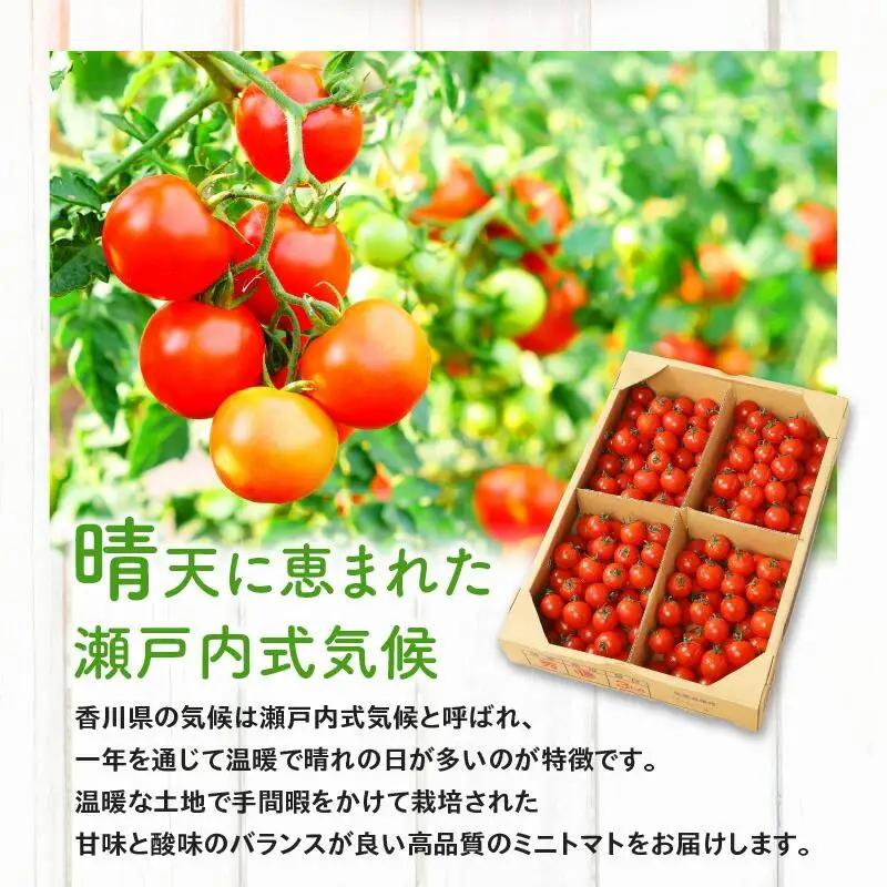 ミニトマト(バラ) 約3kg【2026-11月上旬～2027-6月中旬配送】