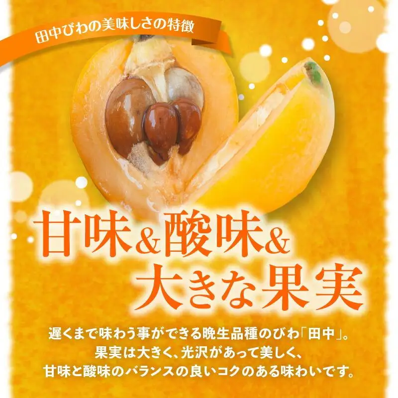 田中びわ 約1kg (約250g×4パック)【2027-6月上旬～2027-7月中旬配送】| びわ