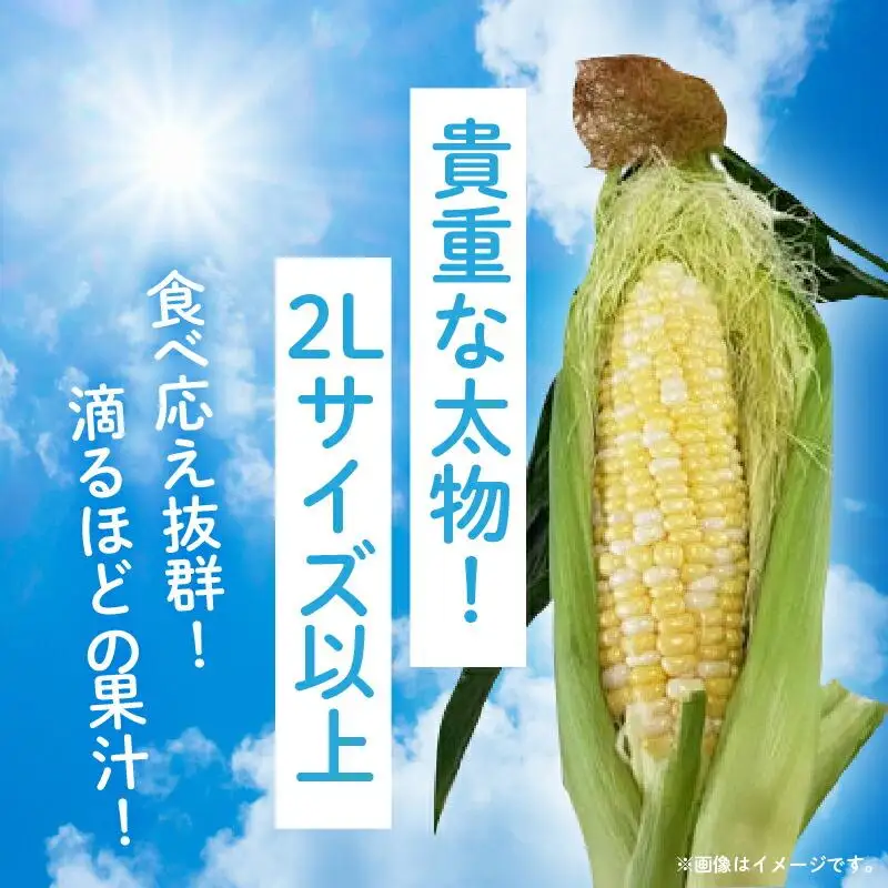 ＼寄附額改定／食べ応え抜群 太物2Lサイズ以上!ドルチェドリーム 約3.5kg【2027-6月上旬～2027-7月上旬配送】