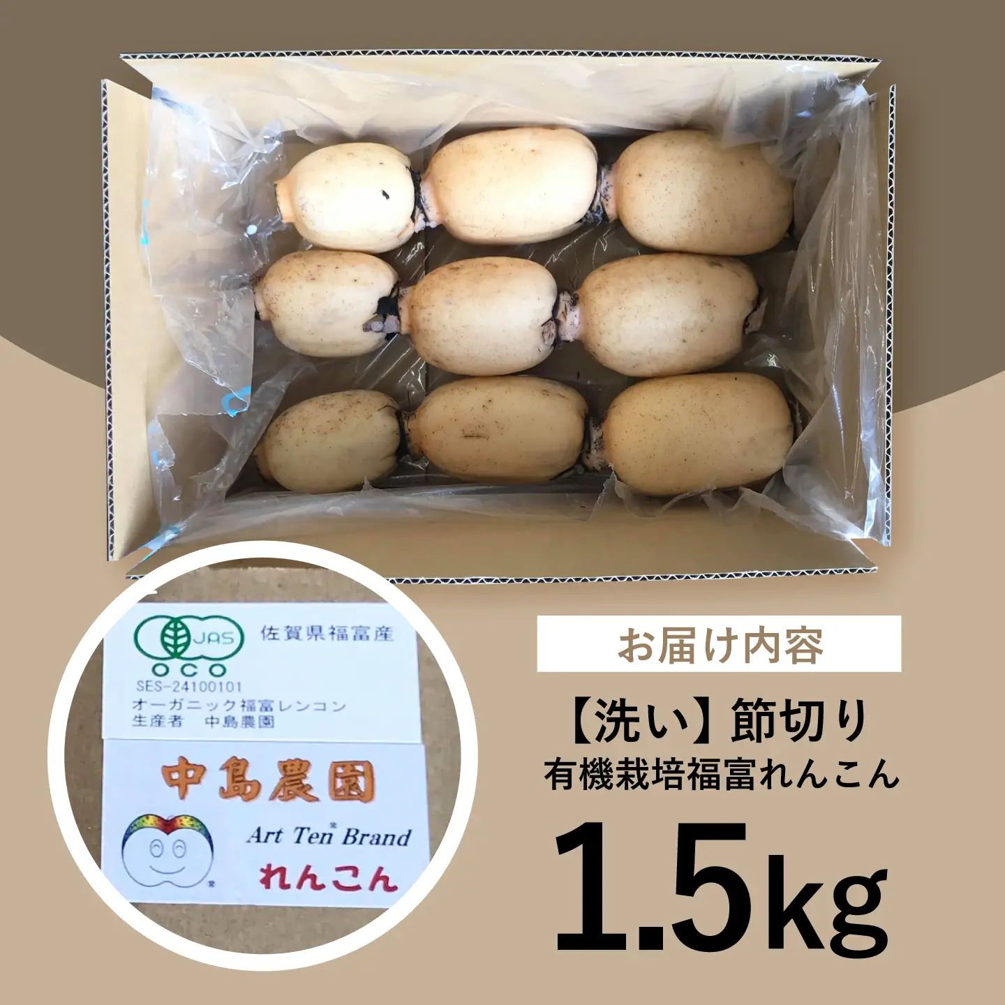【洗い】【2026年9月〜発送】節切り 希少なオーガニック 福富れんこん 約1.5kg / れんこん [IBC003]