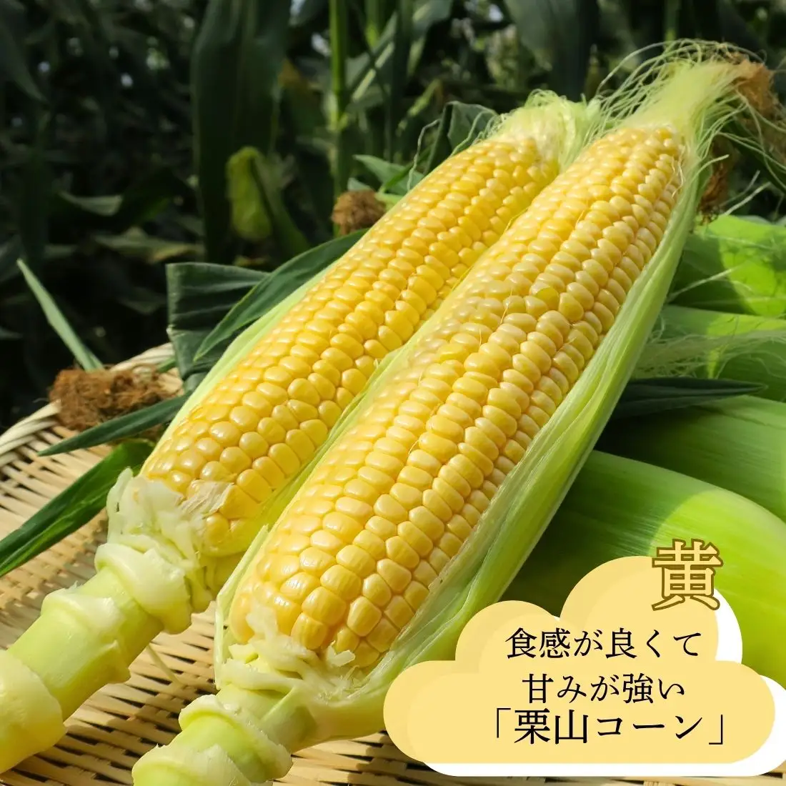 大地の恵み「とうもろこし（イエロー）」7本