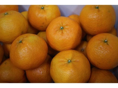【R8年発送】早川農園のぽんかん（３kg） 【R00095】
