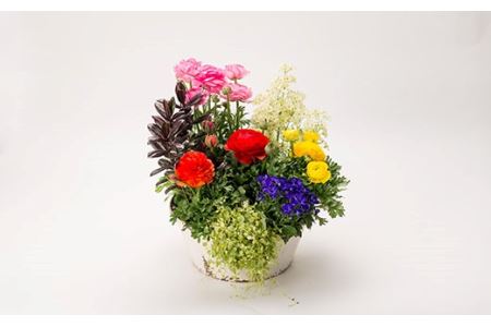園芸屋さんの寄せ植え大 F3S-0591