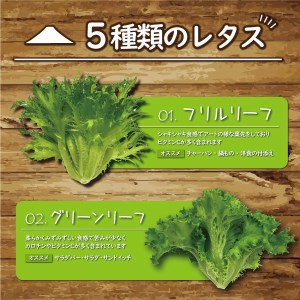 富士レタス 新鮮レタス5種類×2株 食べ比べセット 富士山の伏流水 栽培期間中農薬不使用 新鮮 グリーンリーフ レッドリーフ コーラルリーフ フリルリーフ サラダ菜 長持ち 高い栄養 水耕栽培 小林クリエイト アグリ事業部 静岡県 富士市 [sf002-103]