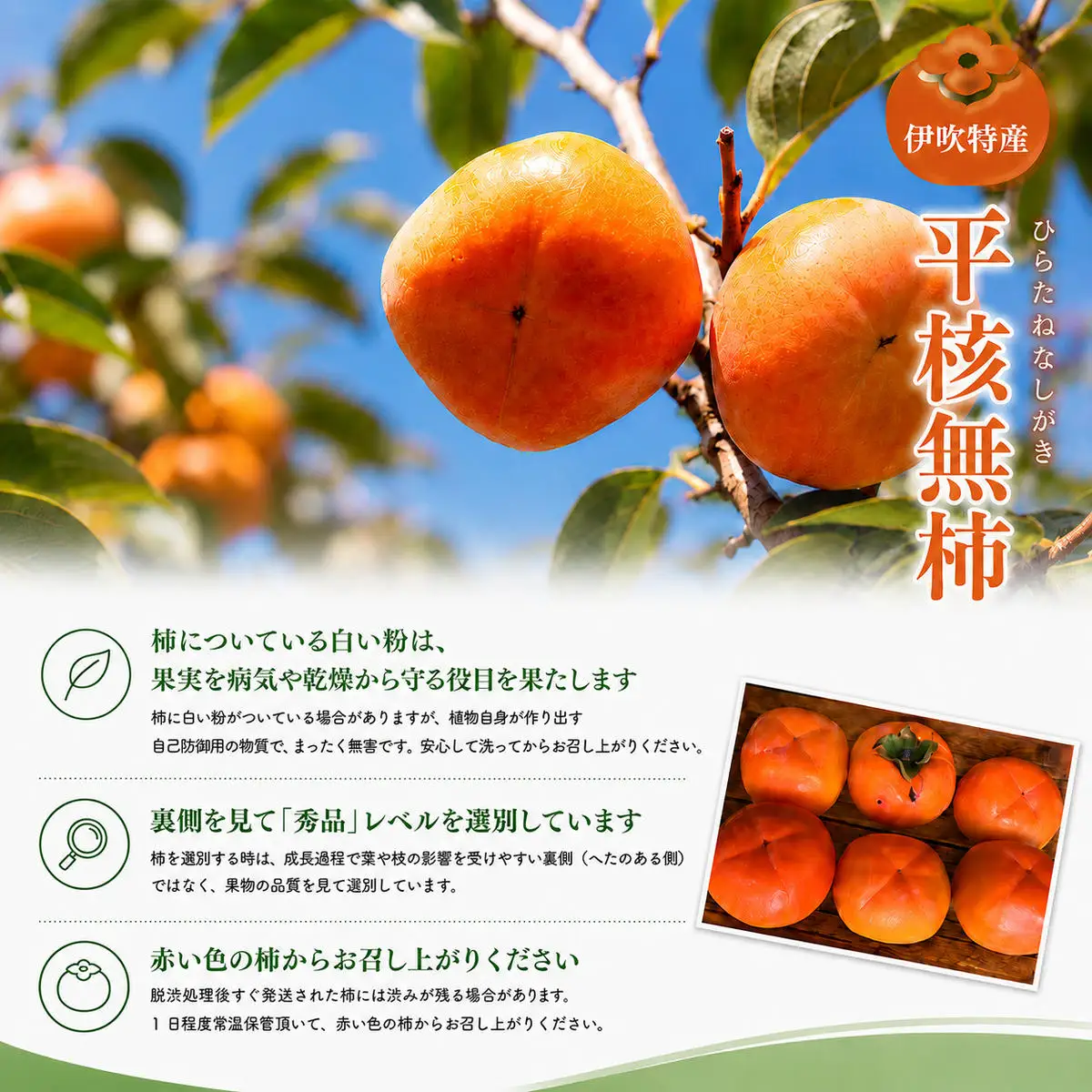 ひらたねなし柿 伊吹特産 種なし柿 果物 ひらたねなし柿 【数量限定 炭酸脱渋】