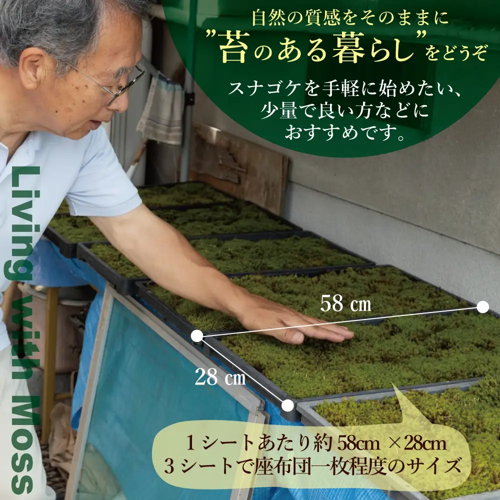 スナゴケ生苔6シート1セット【北海道・沖縄・離島　配送不可】