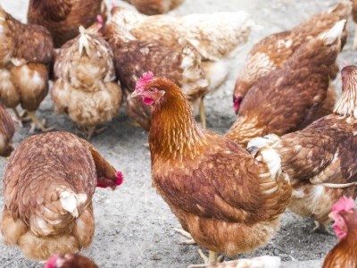 平飼い・有精卵　あさひのたまご　70個+破卵保障10個入り [h001]