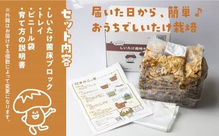 先行予約 菌床椎茸栽培キット 1個 | しいたけ 飛騨高山きのこの里 GK003 しいたけ