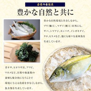 鹿児島県長島町産 シマアジ (約1.0kg・1匹) シマアジ 鹿児島 鮮魚 一匹 柵 刺身 切り身 高級あじ 高級魚【JFA】jfa-7145