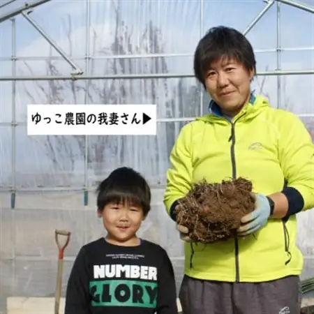 【2026年10月下旬発送開始】農家直送　土付き里芋(大和早生)3kg_野菜  いも イモ 芋_【1233440】