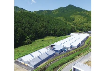 熊野なまず蒲焼と近大技術支援ブリ 詰め合わせセット【NHK総合うまいッ！で紹介されました】 / 鰤 ブリ おかず なまず 蒲焼 魚 お魚 海鮮 切り身 冷凍 【sgk003】