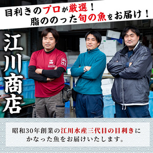 【0153201a】朝獲れ発送！鮮魚問屋が厳選した『鮮魚おためしBOX』(約2kg程度)魚 魚介類 鮮魚 海鮮 詰め合わせ セット 刺身 天ぷら 煮つけ 塩焼き【江川商店】