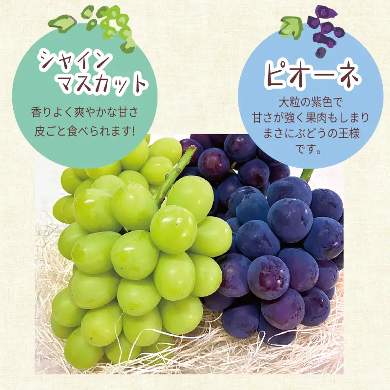 【数量限定/9月発送】 西方寺ぶどう 4-5房（ ピオーネ / シャインマスカット ） 2kg以上
