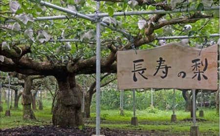 梨 樹齢100年以上・縁起のよい長寿の梨 1.2kg  新高 果物 くだもの 贈答用 