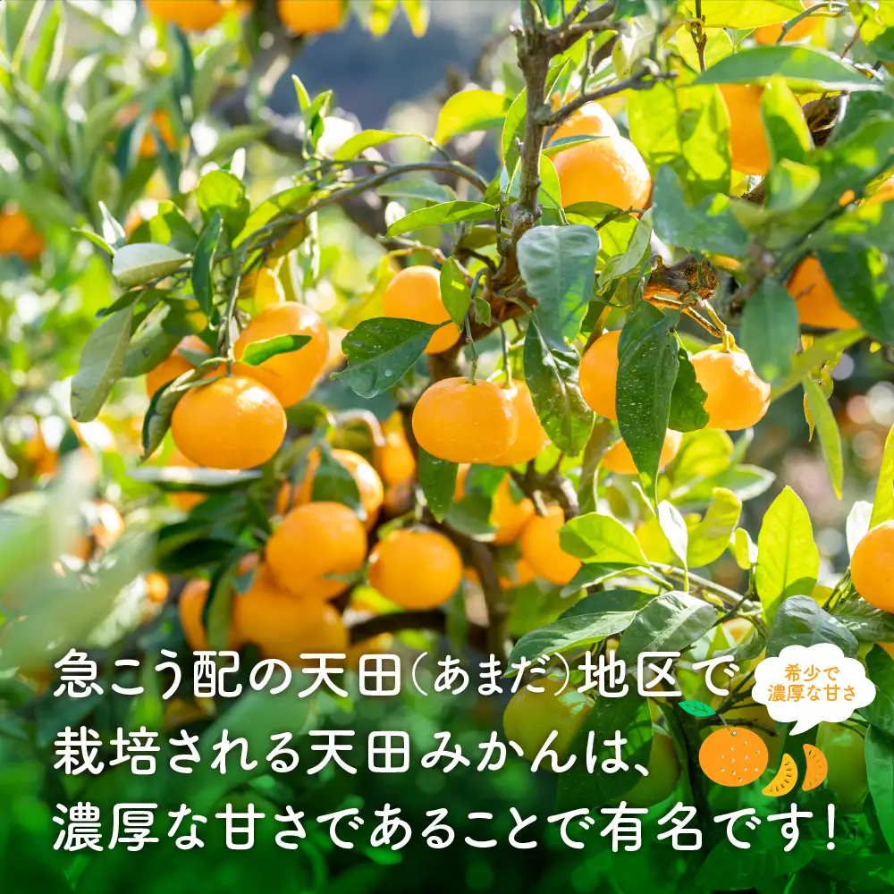希少！天田みかん（紀州和歌山）ご家庭用10kg【0617-4】