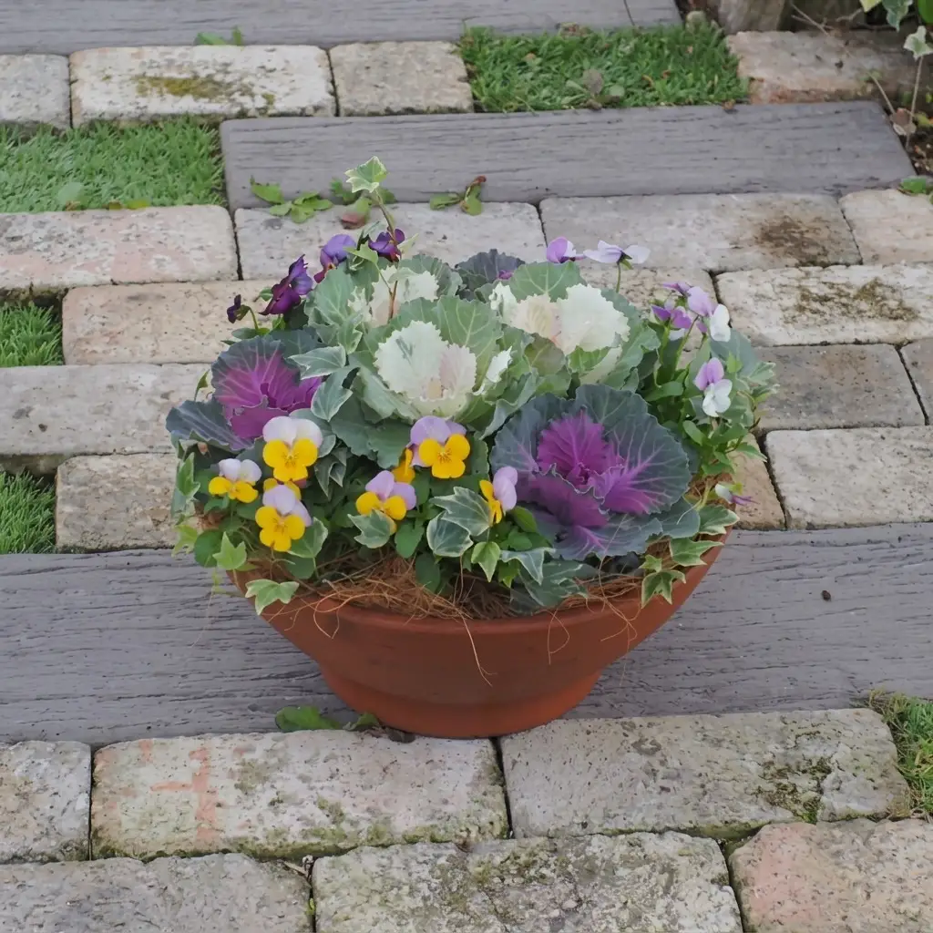 まるでお花のケーキ！葉ボタンの寄せ植え 苗木 