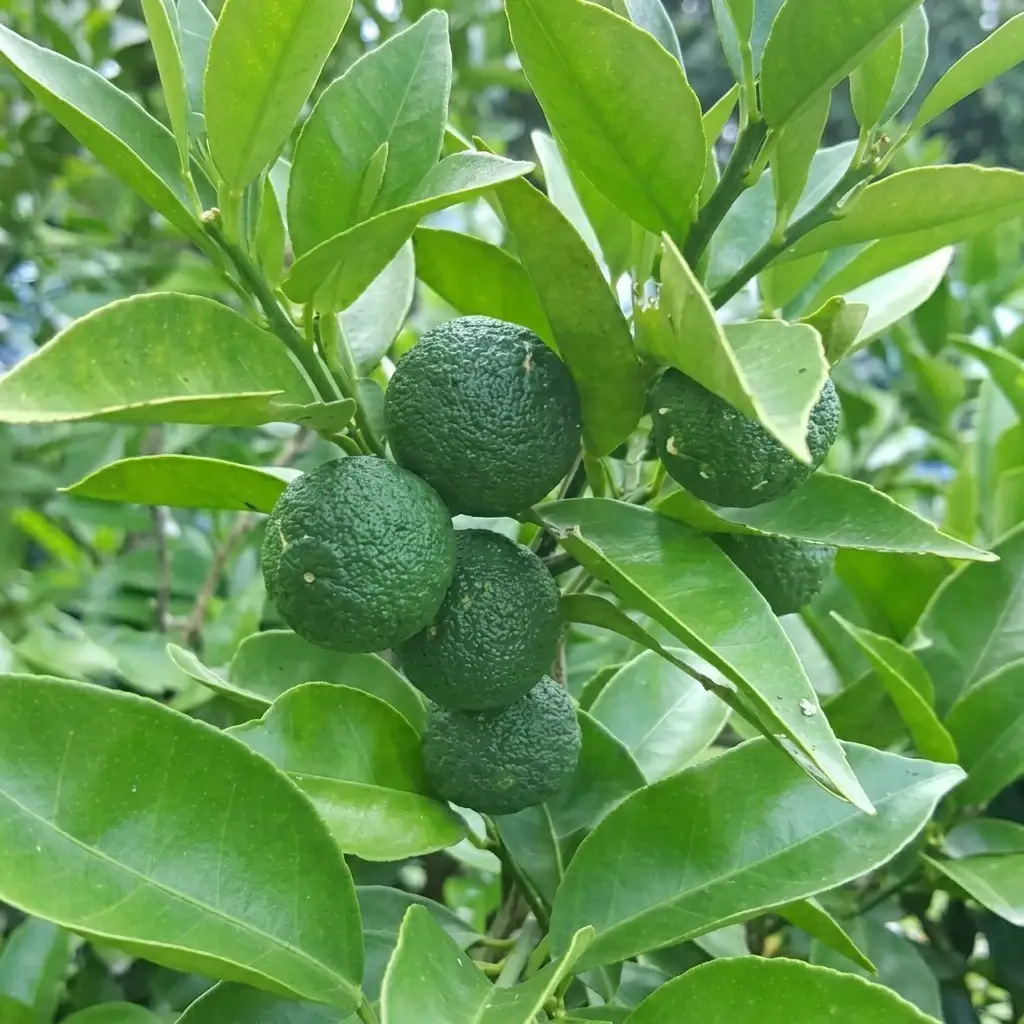 種なし スダチ 6号 鉢植え 苗木 すだち 