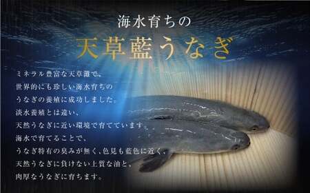 【ミシュラン星付きのプロが愛用】1日5セット限定！海水育ちの天草藍うなぎ 紅白5～7尾セット【合計約1kg】数量限定!! 鰻 ウナギ うなぎ うなぎ蒲焼 鰻の蒲焼 うなぎ 国産 白焼き 【2026年6月下旬より順次発送予定】