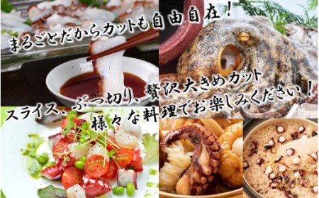 船上活き締め！ゆでたこ丸ごと約1kg（約1～4杯）_1812R