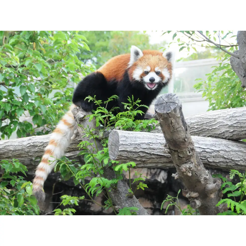 王子動物園グッズ＆年間パスポート