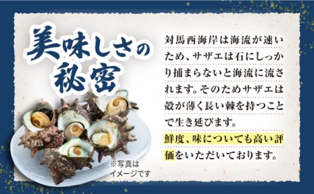 対馬産 活サザエ 刺身 100g×2本 [WAA008] さざえ 貝