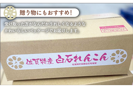 【先行予約 2026年9月～発送】れんこん 約3kg れんこん