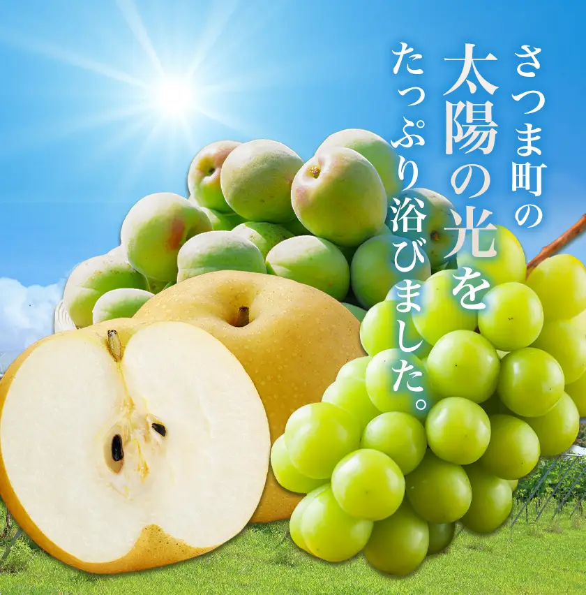 さつま町産 品種おまかせ 梨 3kg 市山梨花園《8月中旬-9月末頃出荷》鹿児島県 さつま町 果物 フルーツ なし ナシ-