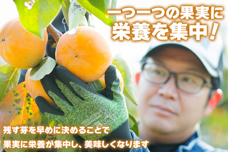 [令和8年産] 柿 富有柿 Lサイズ (14個入)[mt019] 西垣農園 柿