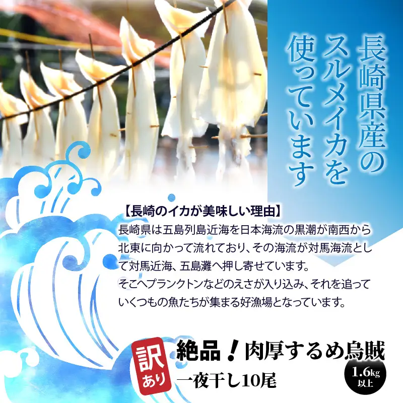 【訳あり】絶品！肉厚するめ烏賊一夜干したっぷり10尾（1.6kg以上） _1836R
