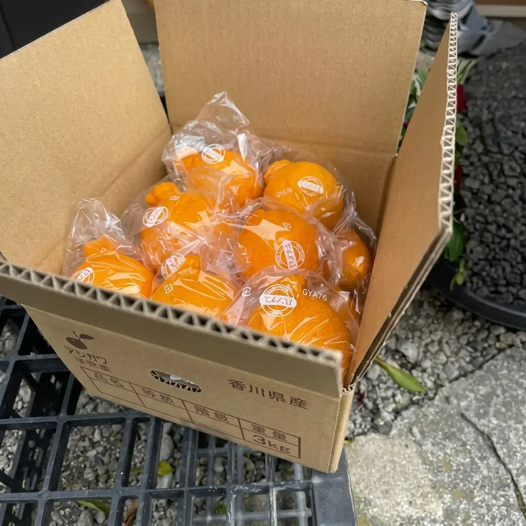 低温貯蔵 ハウス 不知火　約3kg フルーツ 果物類 みかん 柑橘類 シラヌヒ