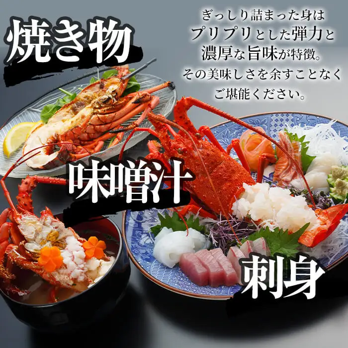 ＜数量限定＞天然！門川町産活き伊勢海老(計1.5kg・約2～6尾)エビ えび 刺身 魚介 海鮮 朝獲れ 国産【O-6】【門川漁業協同組合】