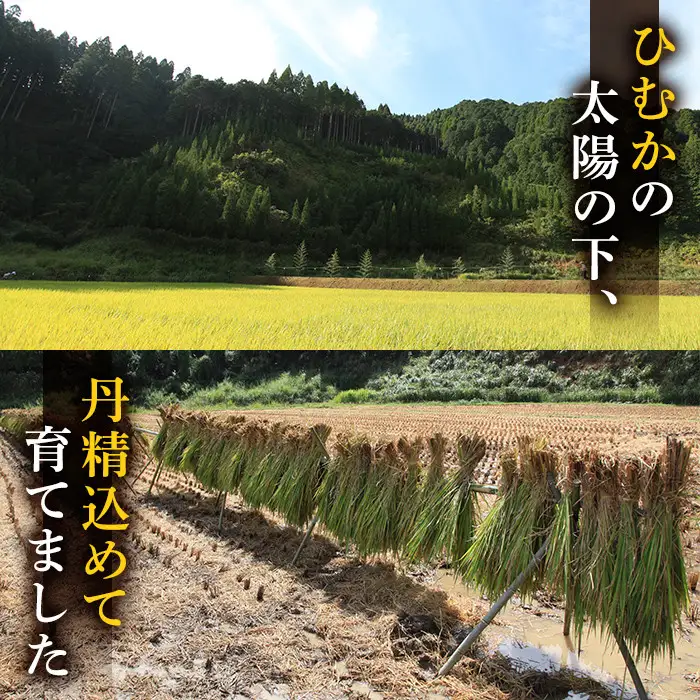 ＜先行予約受付中！2026年10月下旬以降順次発送予定＞＜期間限定・数量限定＞令和8年産 新米 宮崎県門川町産ヒノヒカリ(計10kg・5kg×2袋)お米 精米 白米 ごはん ご飯 ひのひかり 皇室献上米【KM-1】【神舞農園】