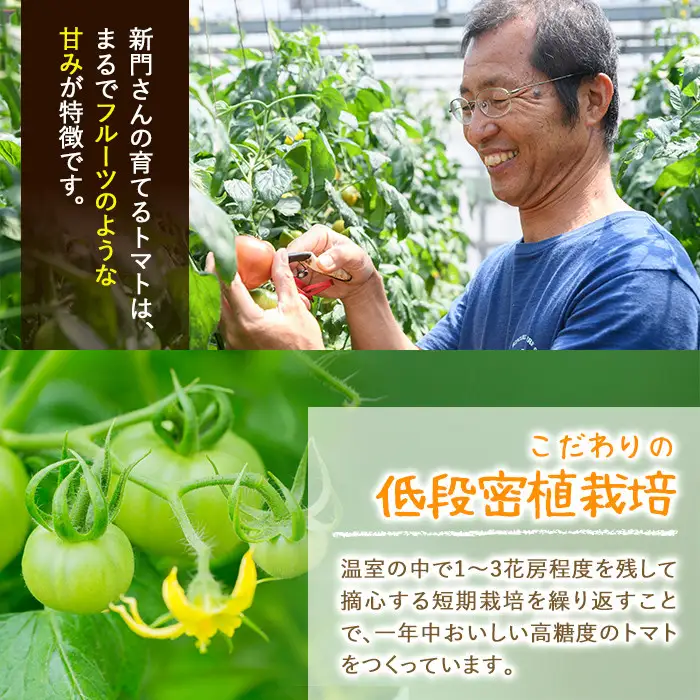 ＜先行予約受付中！2027年1～5月の間に発送予定＞ひなたのとまと(1.1kg)野菜 冷蔵 国産 【A-4】【新門トマト農園】