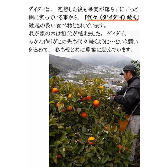 だいだい ポン酢用 だいだい 5kg箱(4.5キロ入り)和歌山県 海南市 鈴木農園直送