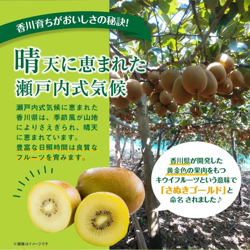 さぬきゴールドキウイ化粧箱(大玉)　約600g【2026年10月中旬～2027年1月下旬配送】