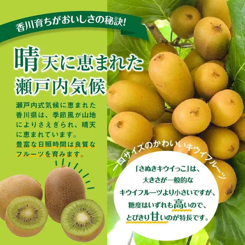 さぬきキウイっこ　約2kg【2026年10月下旬～2026年12月下旬配送】
