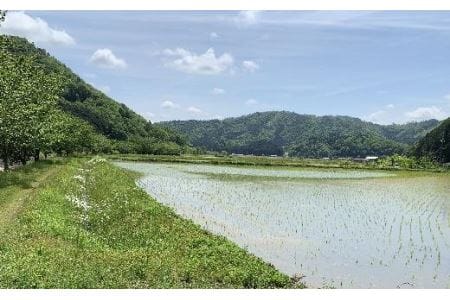 【令和７年産】お米のおいしさを伝えたい！ 特A 丹波篠山産 コシヒカリ (5kg×2袋 計10kg） こしひかり AD17