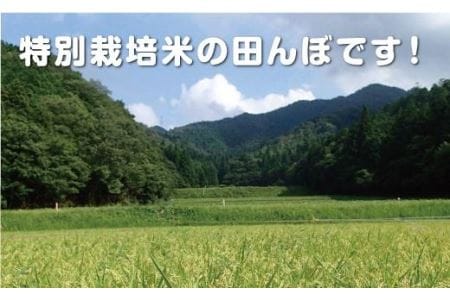 特A 減農薬〈スピード出荷〉  特別栽培米 コシヒカリ 越光 5kg ×4袋 計20kg こしひかり [Y065-2602]