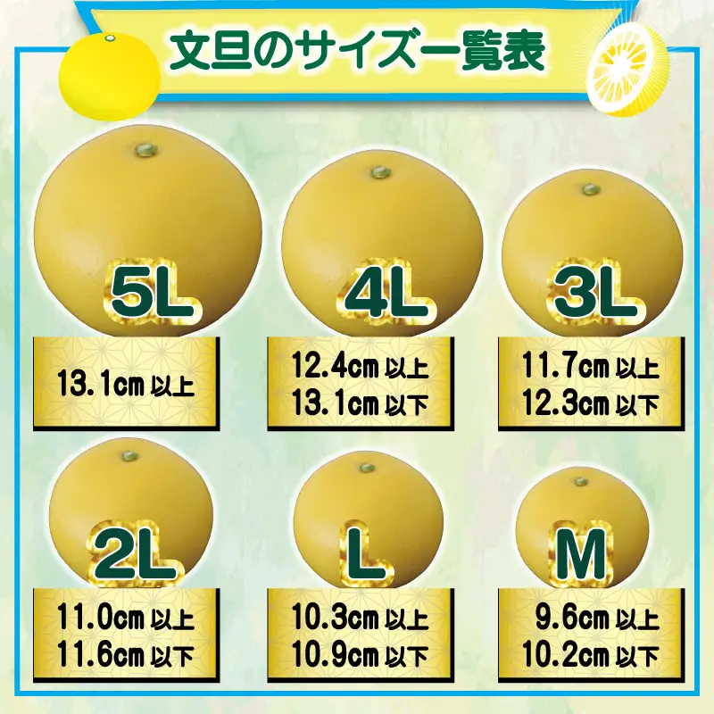 土佐文旦大玉 10kg 贈答用 文旦