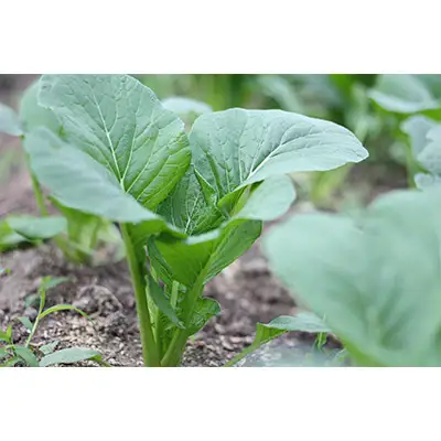旬の奈良野菜セット(旬の野菜7品以上が入ります)/// 夏野菜 季節 厳選 旬 おまかせ 野菜セット セット 詰め合わせ 産地直送 奈良県 広陵町