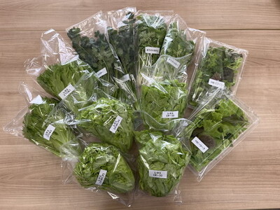 LED水耕栽培 野菜詰め合わせ 1kgセット＜野菜 やさい レタス セロリ ベビーリーフ 詰め合わせ オーガニック 愛媛県 鬼北町＞