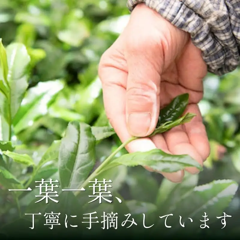 玉露 屋敷の茶 8g 30煎 玉露