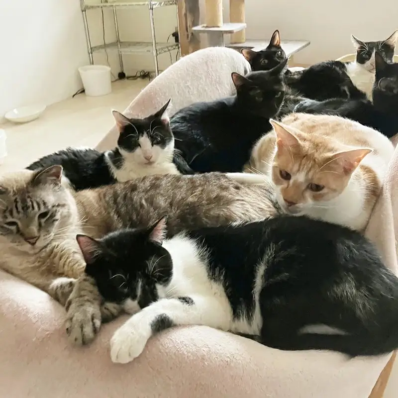 【南の島の動物愛護活動】保護猫活動等をサポート（3万円）- ねこ ネコ 地域猫 保護活動 支援 応援 さくらねこ 動物愛護 保護 里親 寄附のみ 沖縄県 八重瀬町